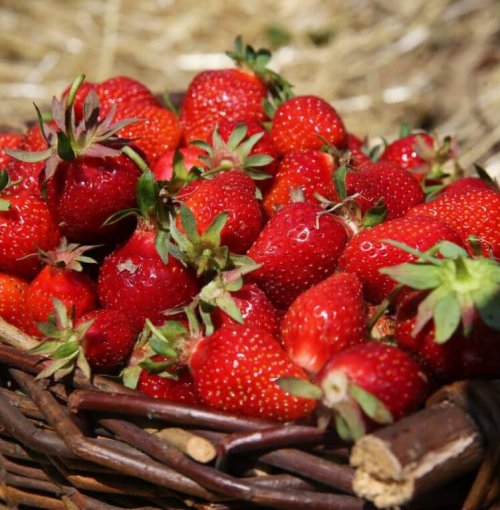 62860095df63a_un-panier-de-fraises-d-alsace-photo-l-alsace-vanessa-meyer-1590758758-1024x768.jpg